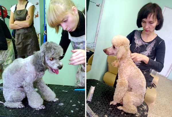Курсы груминга в Минске - стрижка пуделя Курсы груминга в Минске - стрижка пуделя