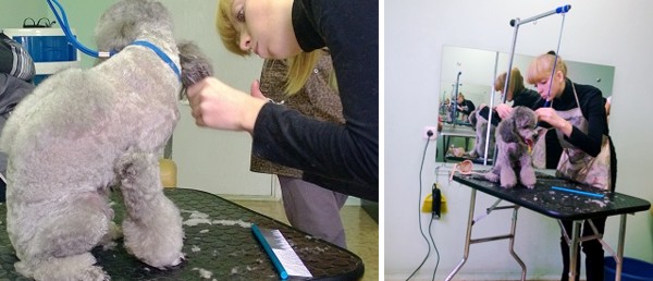 Курсы груминга в Минске - обучение стрижке пуделя Курсы груминга в Минске - обучение стрижке пуделя