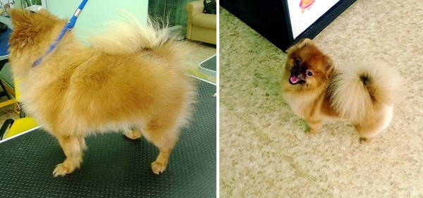 Курсы груминга в Минске - померанский шпиц после стрижки Курсы груминга в Минске - померанский шпиц после стрижки