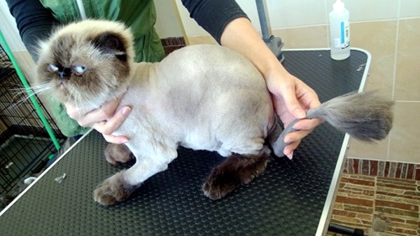 Курсы груминга в Минске - кот после стрижки Курсы груминга в Минске - кот после стрижки