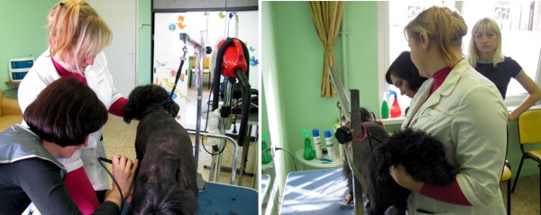 Курсы груминга - обучение стрижке собак в Минске Курсы груминга - обучение стрижке собак в Минске