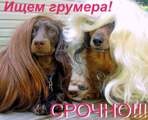 Требуется грумер