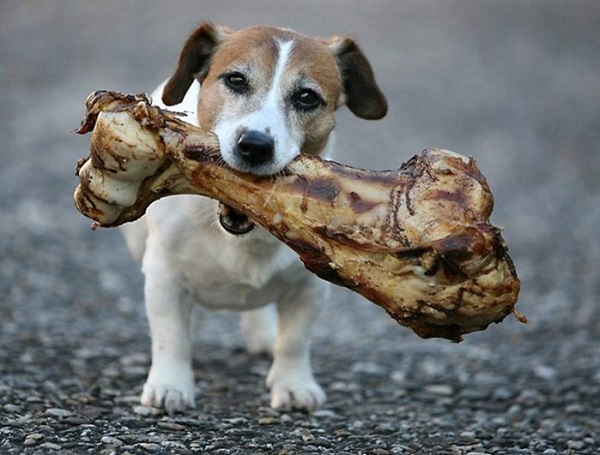 Собака-хищник
