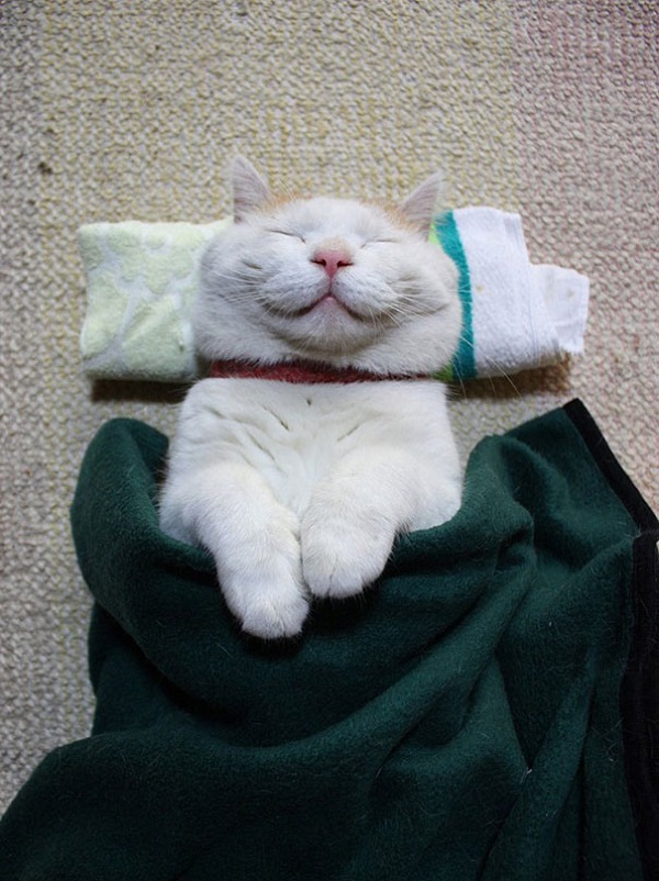 Кошки, которые покоряют улыбкой