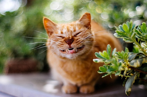 Кошки, которые покоряют улыбкой