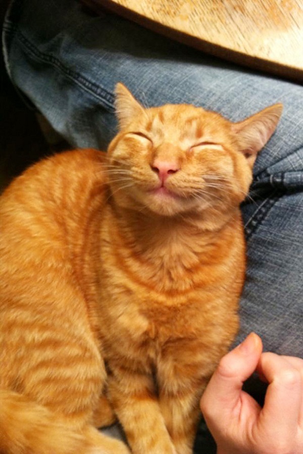 Кошки, которые покоряют улыбкой