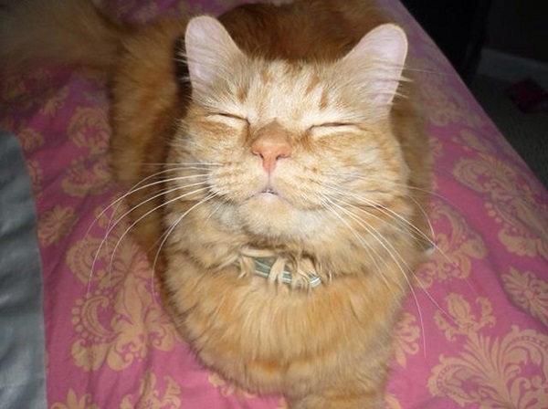 Кошки, которые покоряют улыбкой