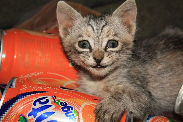 Кошки, которые покоряют улыбкой