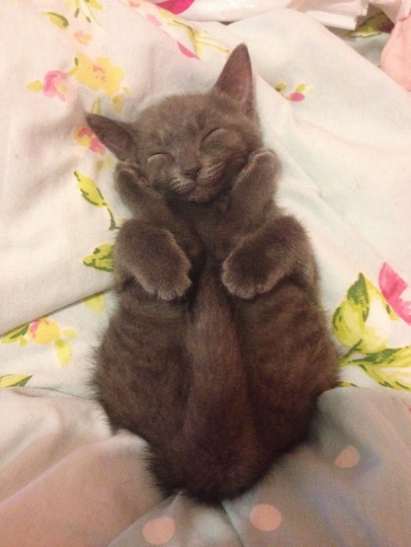 Кошки, которые покоряют улыбкой