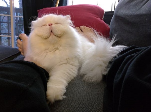 Кошки, которые покоряют улыбкой