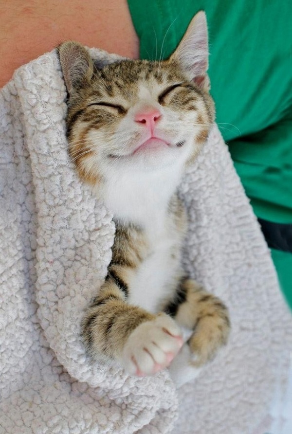 Кошки, которые покоряют улыбкой