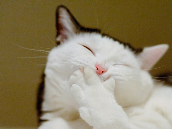 Кошки, которые покоряют улыбкой