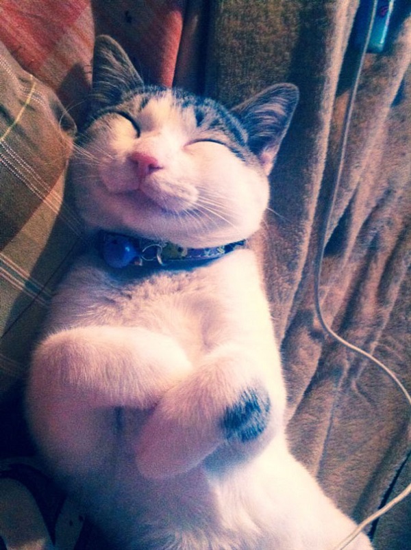 Кошки, которые покоряют улыбкой