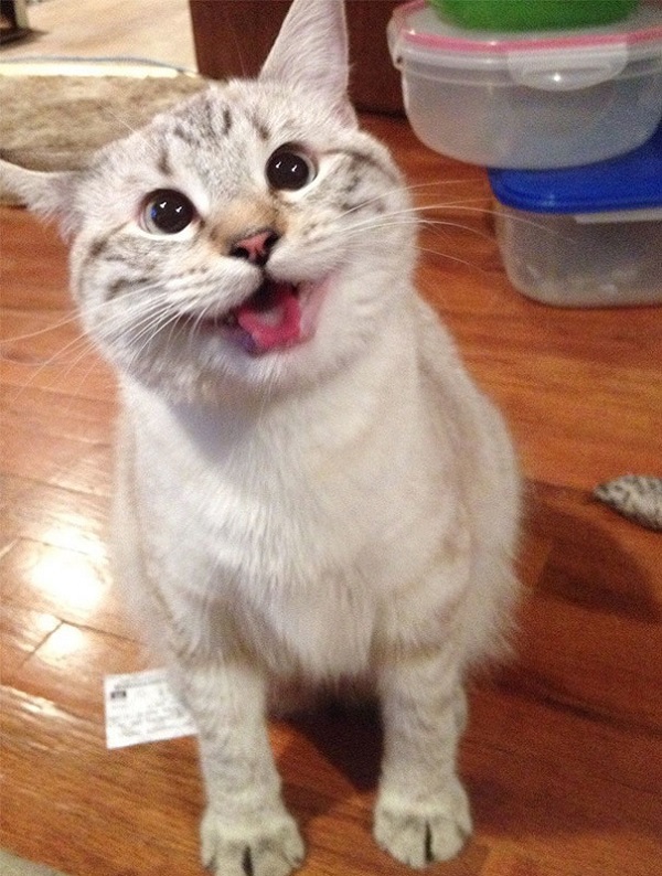 Кошки, которые покоряют улыбкой