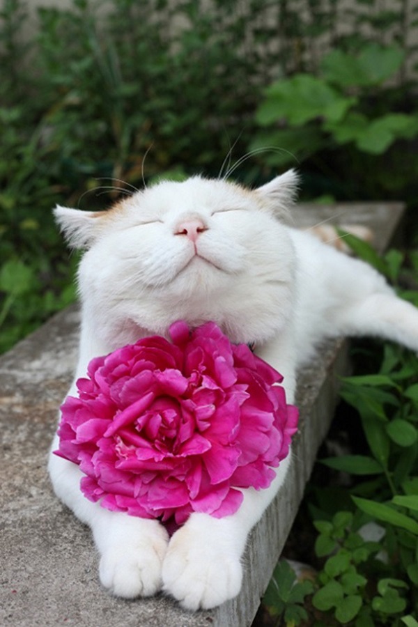 Кошки, которые покоряют улыбкой