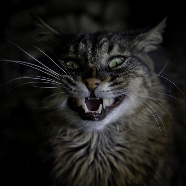 Кошки, которые покоряют улыбкой