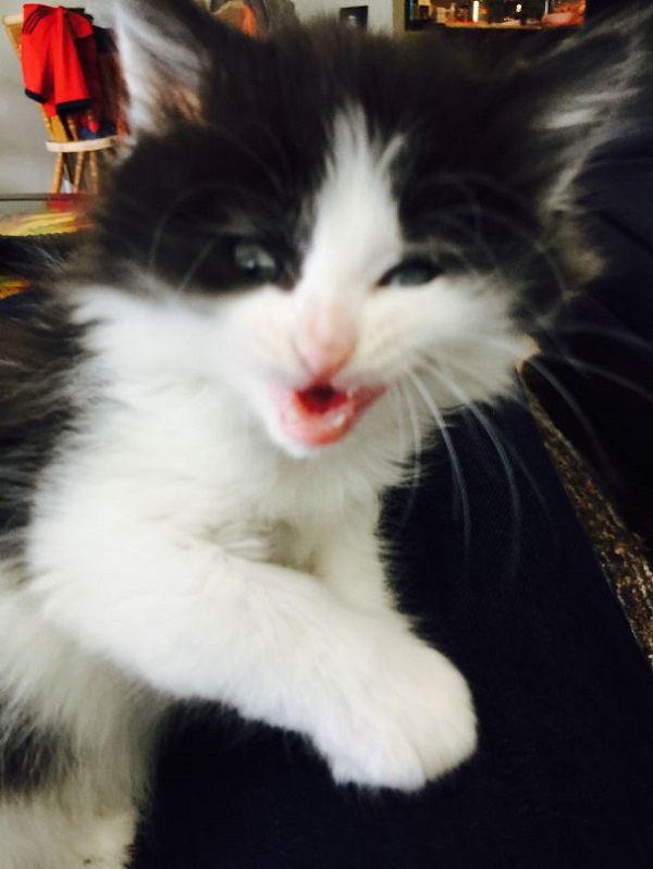Кошки, которые покоряют улыбкой