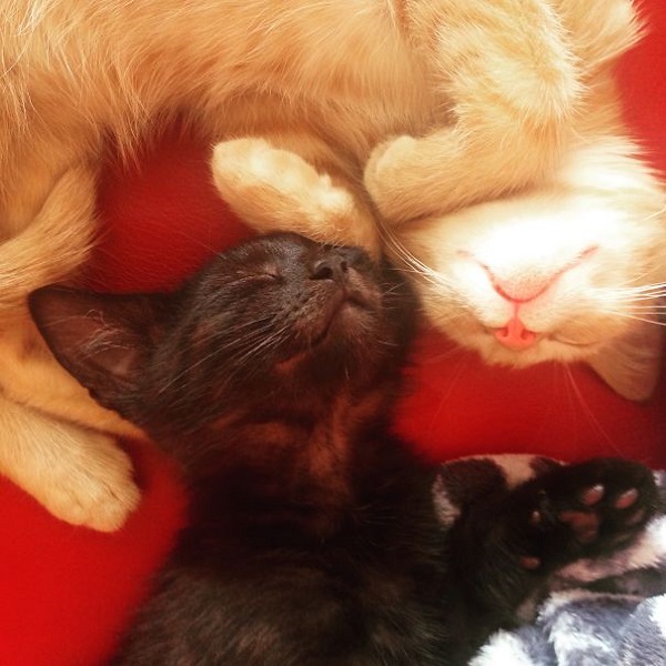 Кошки, которые покоряют улыбкой