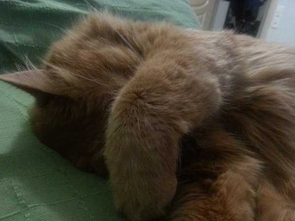 Кошки, которые покоряют улыбкой
