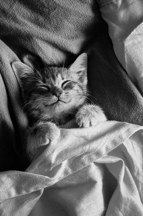 Кошки, которые покоряют улыбкой