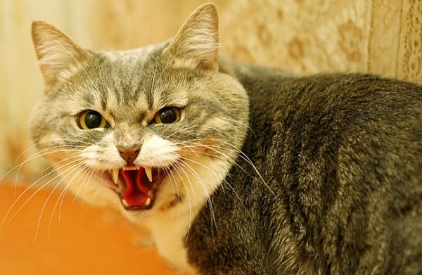 чем кормить кота