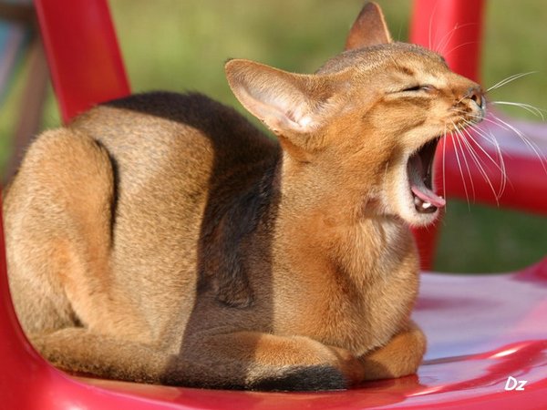 чем кормить кота