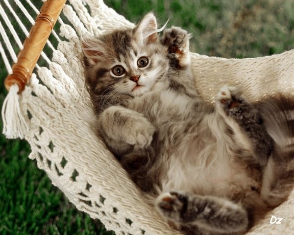 чем кормить кота
