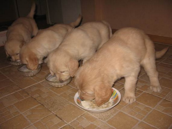 посуда для собак посуда для собак