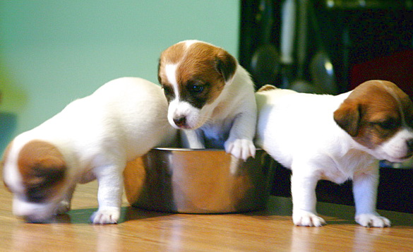 посуда для собак посуда для собак