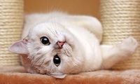 мартовский кот