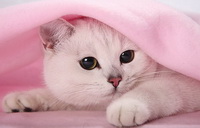 мартовский кот