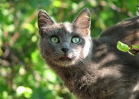 мартовский кот