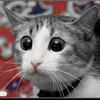 повадки кошек