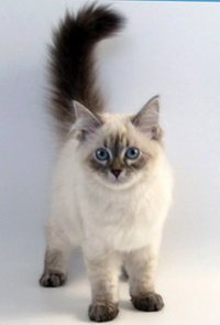 повадки кошек повадки кошек