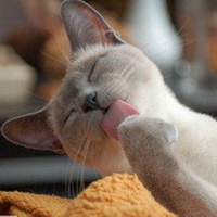 повадки кошек