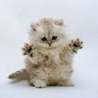 повадки кошек повадки кошек