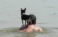 собака и вода 