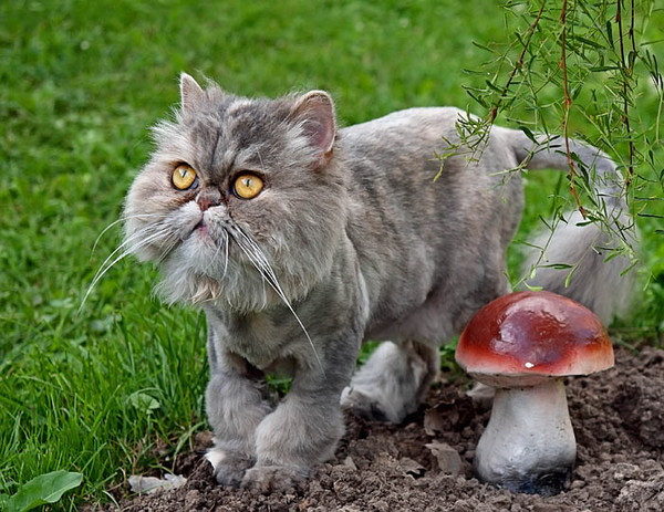 кошка с колтунами