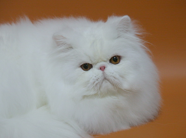 колтуны у кошки