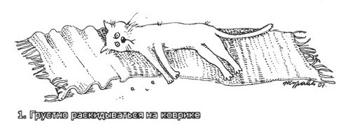 первое кошачье правило