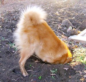 собака на даче