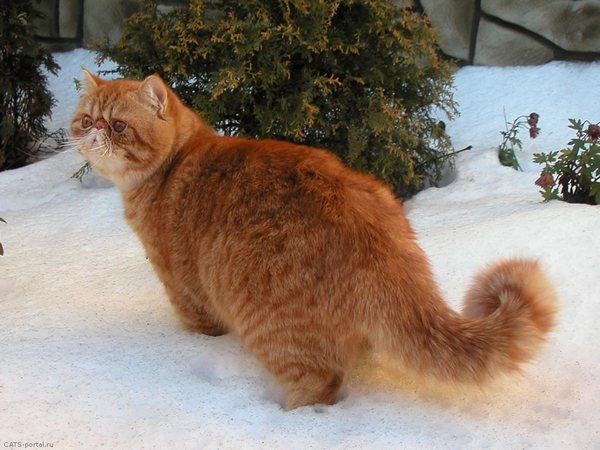 персидский кот