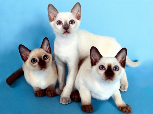 сиамская кошка