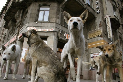 собаки в городе