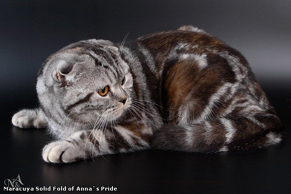 шотландские вислоухие кошки