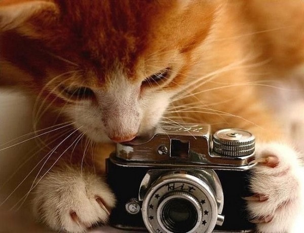 кот-фотограф