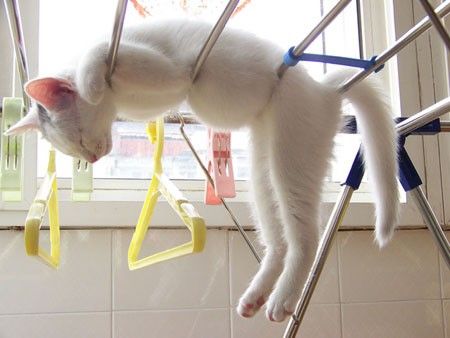 кот один дома