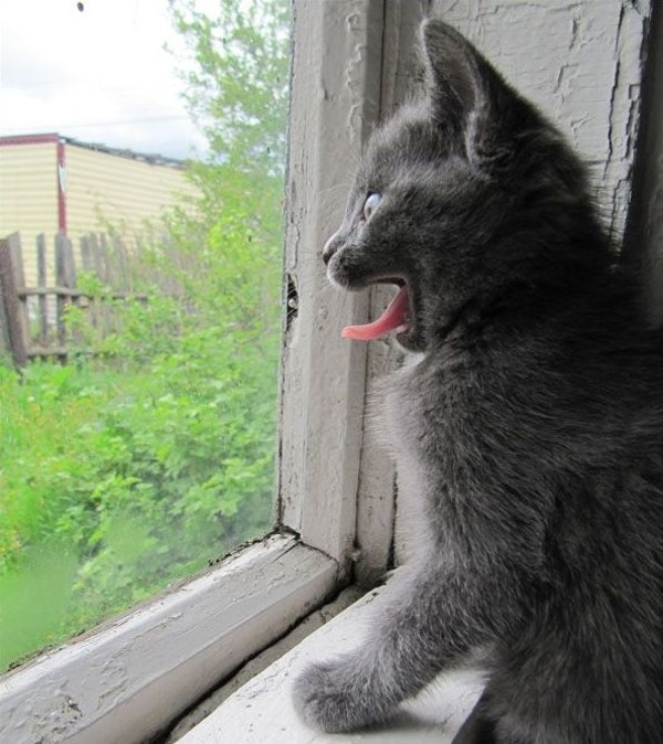 кошка на окошке
