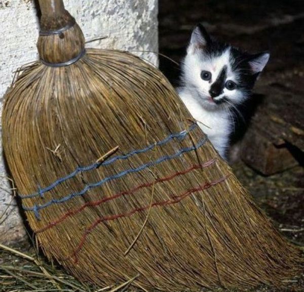 кошачьи паразиты