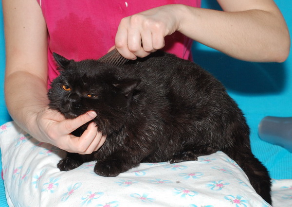 Вычесывание колтунов у кошек Вычесывание колтунов у кошек